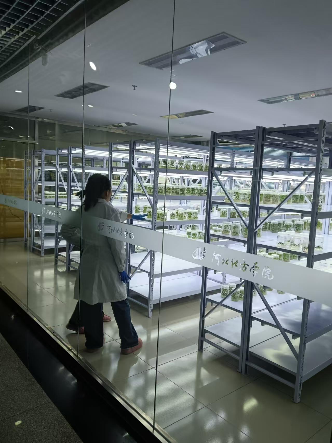 红桥植物组培室设计的基本布局有哪些？