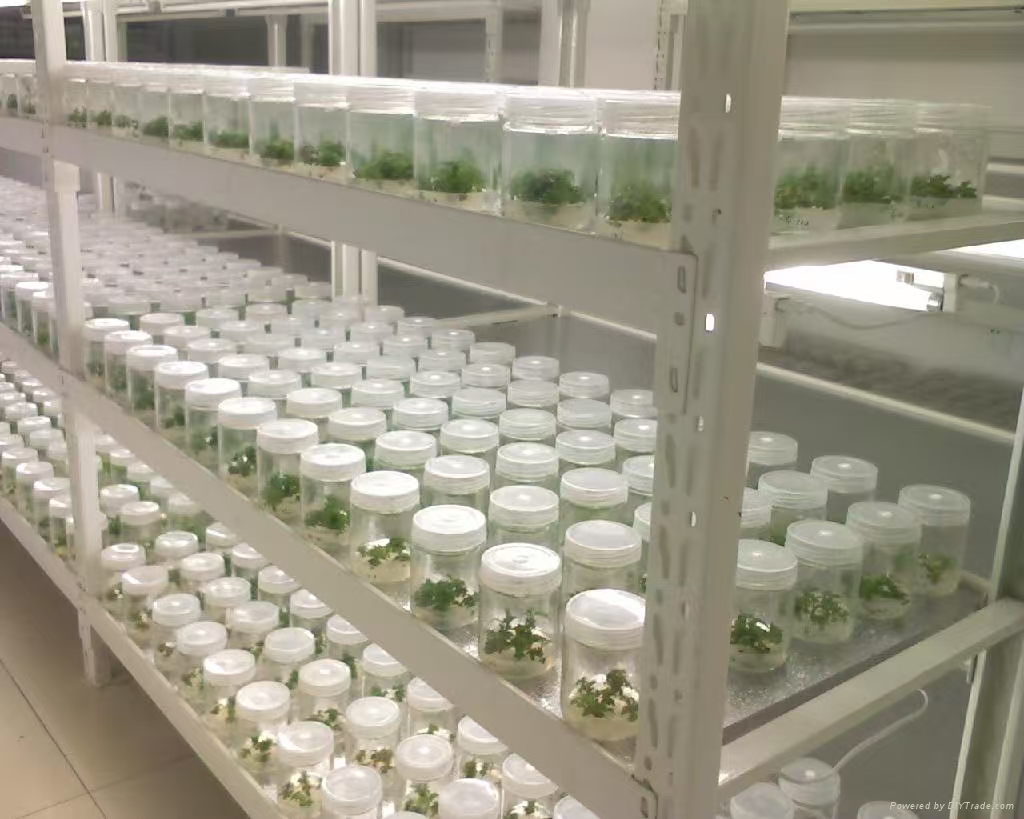 红桥组培实验室应该如何布局